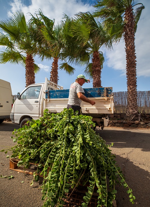 Pantelleria Kazzen