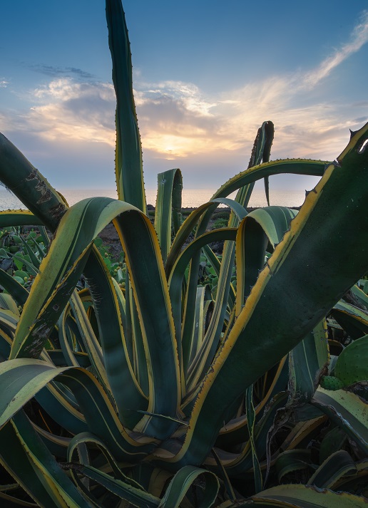 Pantelleria Kazzen