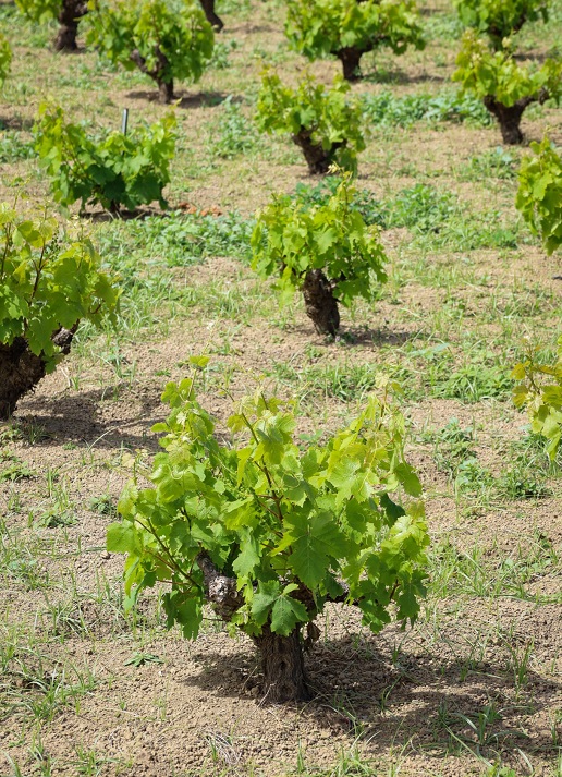 Pantelleria Kazzen